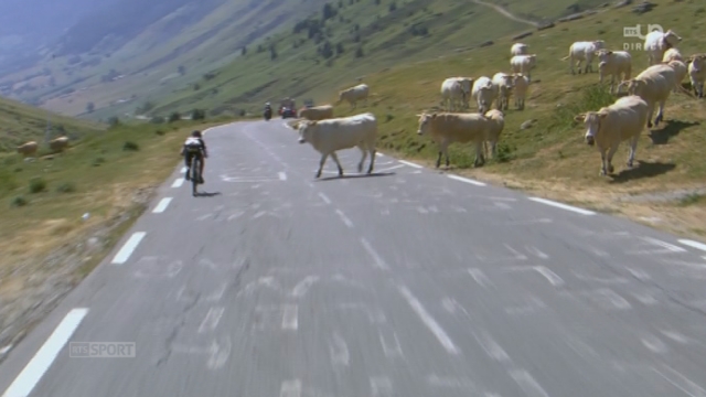 11e étape (Pau - Cauterets - Vallée de Saint-Savin): des vaches traversent la route du Tour alors que des coureurs approchent [RTS]