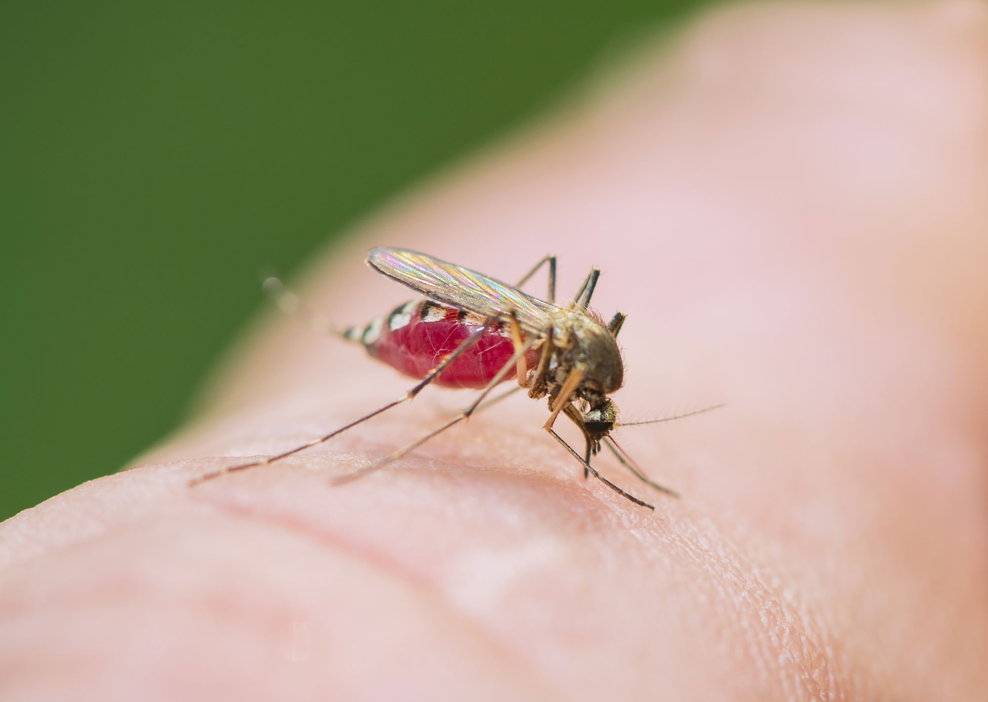 Укус малярии. Москит комар гнус. Кровососущие насекомые Подмосковья.