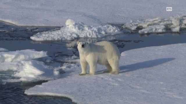 L'Arctique, une bombe à retardement: Ours polaire
