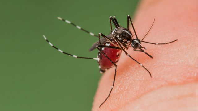 Le moustique tigre Aedes albopictus n'est plus cantonné au Tessin. [Roger Eritja - Keystone]