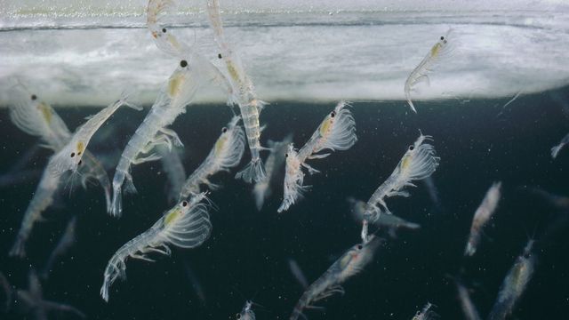 L'Euphausia Superba est une espèce de krill endémique de l’Antarctique.
Flip Nicklin / Minden Pictures 
Biosphoto / AFP [Flip Nicklin / Minden Pictures  - Biosphoto / AFP]