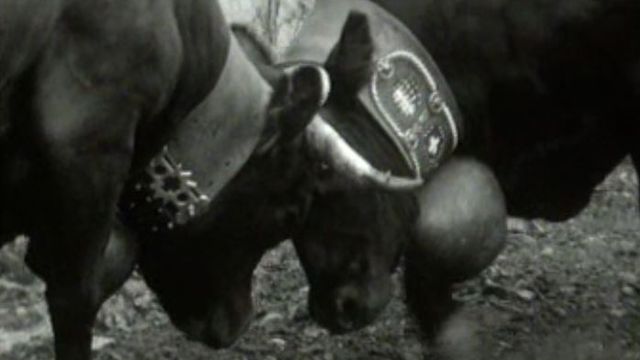 Combat de vaches d'Hérens en Valais en 1971. [RTS]