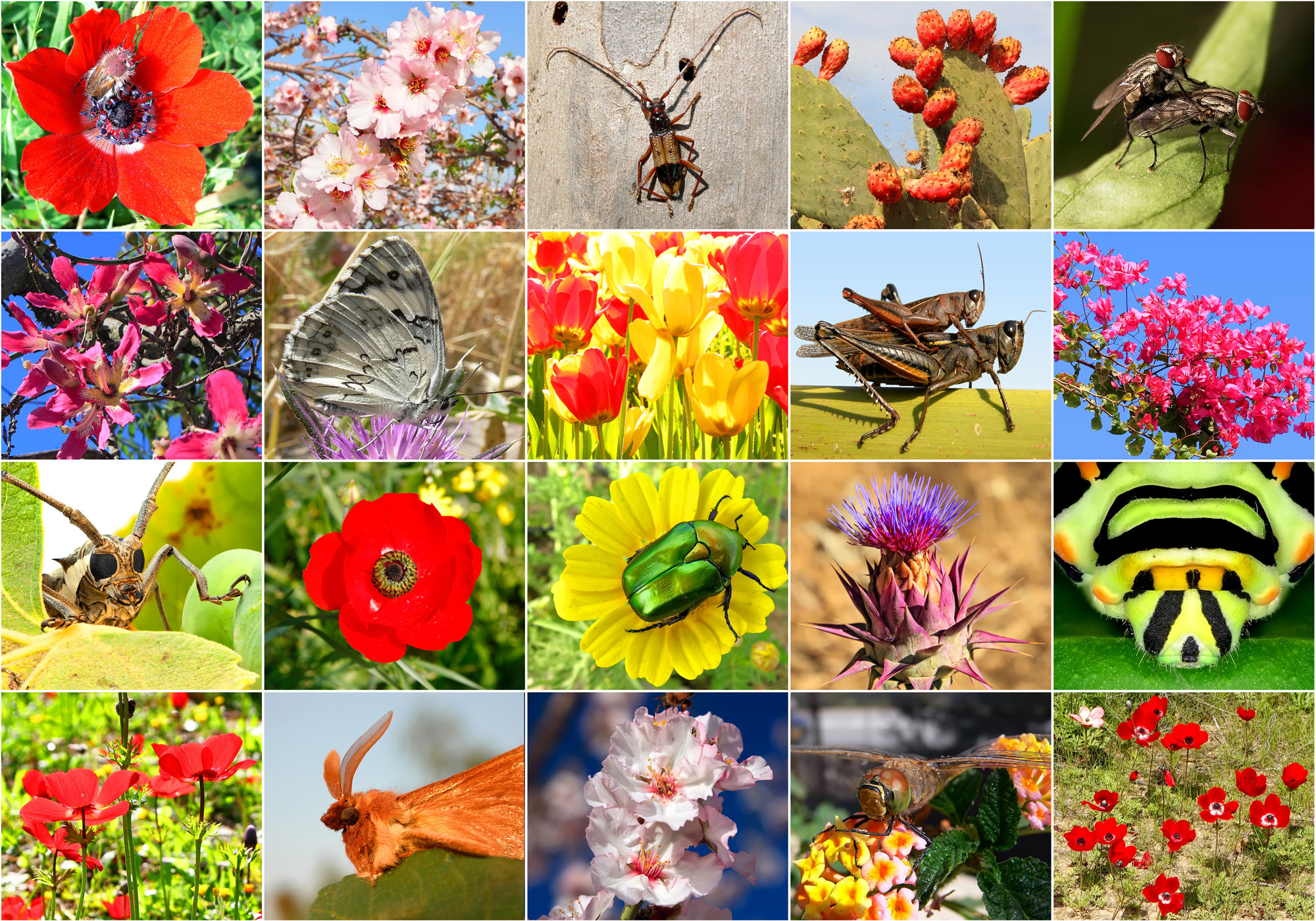 Многообразие видов. Многообразие видов в природе. Биоразнообразие растений. Биоразнообразие животных и растений. Многообразие Флоры и фауны.