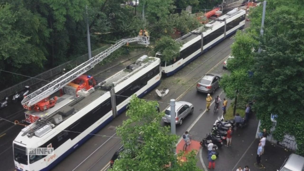 Un arbre chute sur un tram à Genève à la suite d'un orage [RTS]