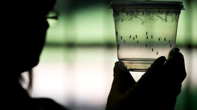 Le virus Zika circulait déjà en janvier 2015 à Rio de Janeiro, selon des chercheurs. [NELSON ALMEIDA - AFP]