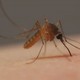 Les piqûres de moustiques [RTS]