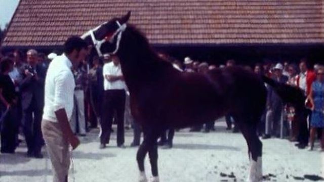 70e édition du marchà-concours de chevaux des Franches-Montagnes en 1973. [RTS]