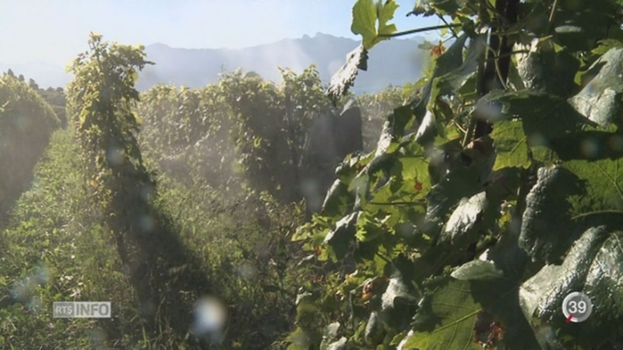 Le mildiou peut ruiner les vignes romandes [RTS]