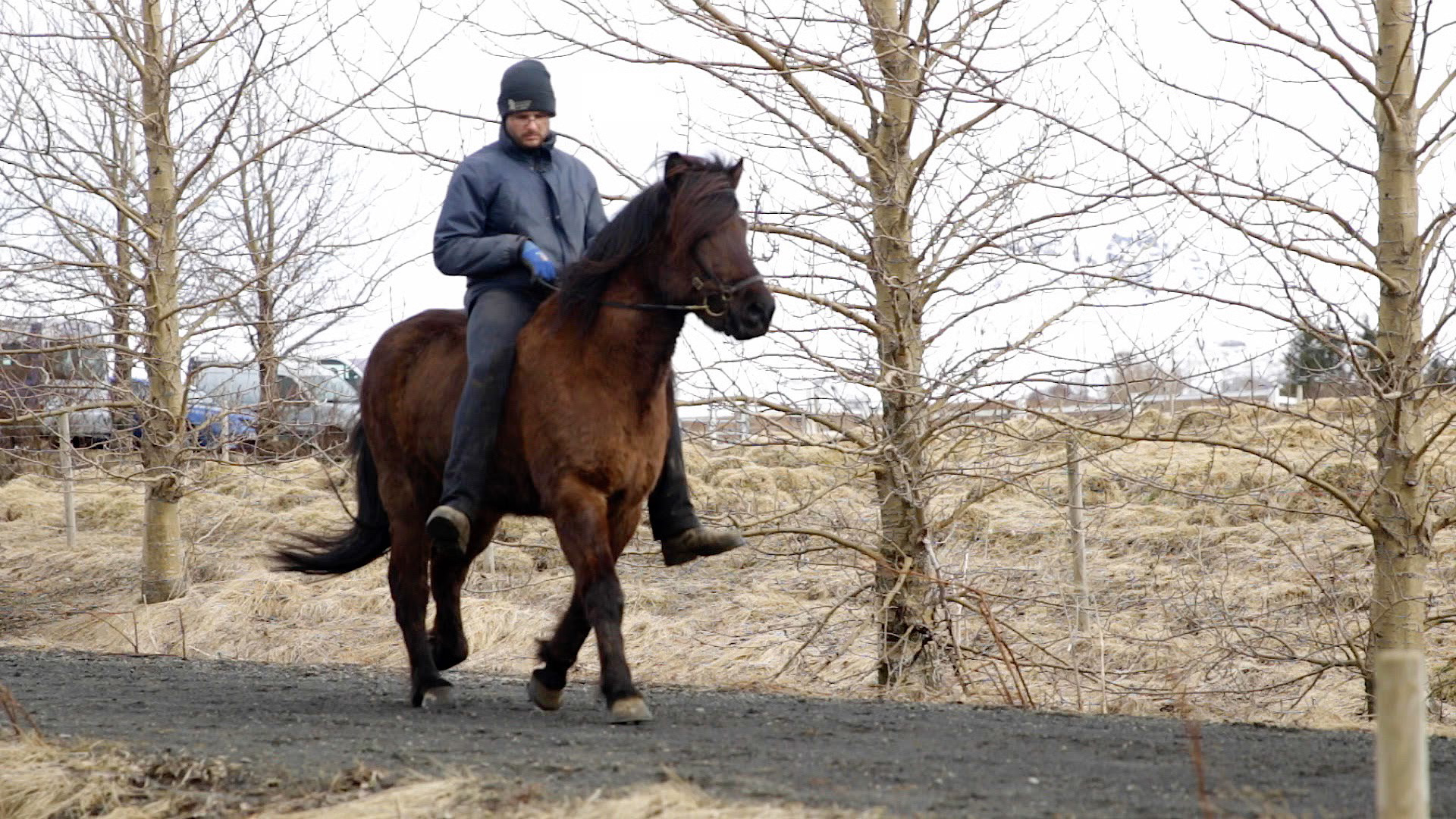 Le cheval islandais.