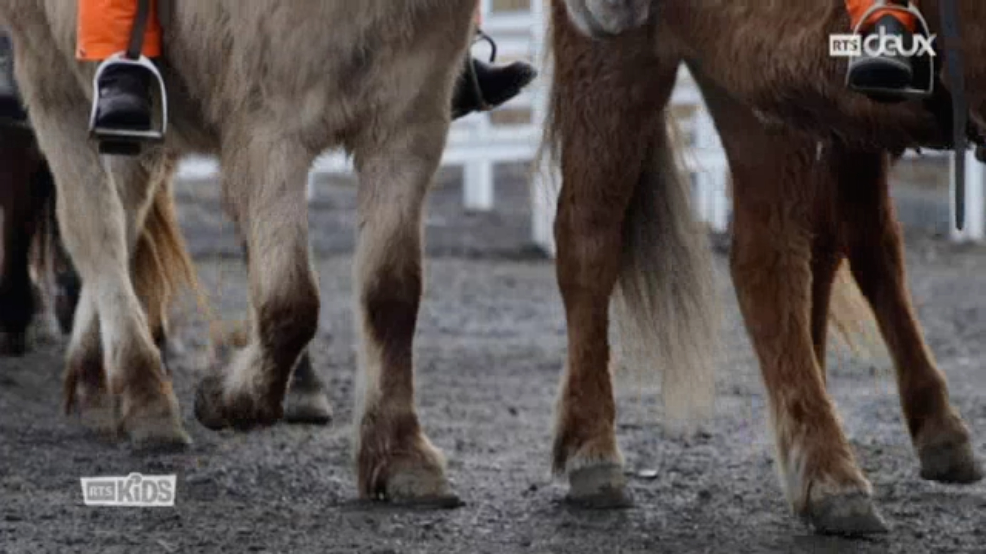 Spécial Islande - Le cheval islandais