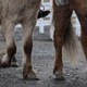 Spécial Islande - Le cheval islandais [RTS]