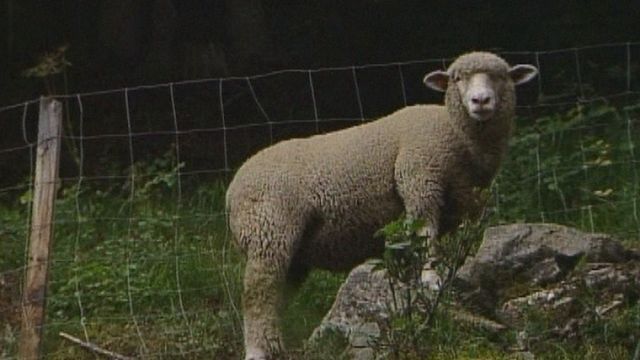 Un mouton dans un pâturage valaisan en 1999 [RTS]