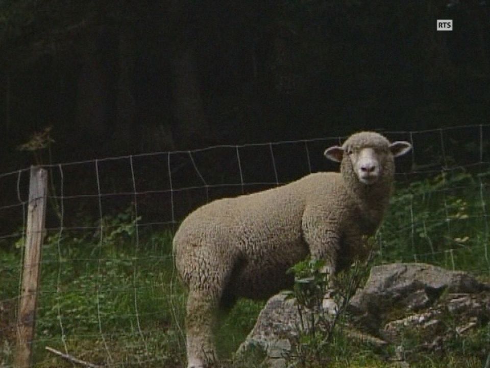 Un mouton dans un pâturage valaisan en 1999 [RTS]