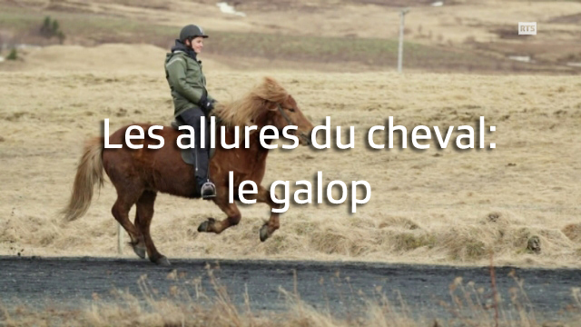 Les allures du cheval islandais: le galop.