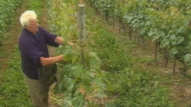 Les vignerons neuchâtelois limitent la production de la vigne à un kilo de raisin au mètre carré [RTS]