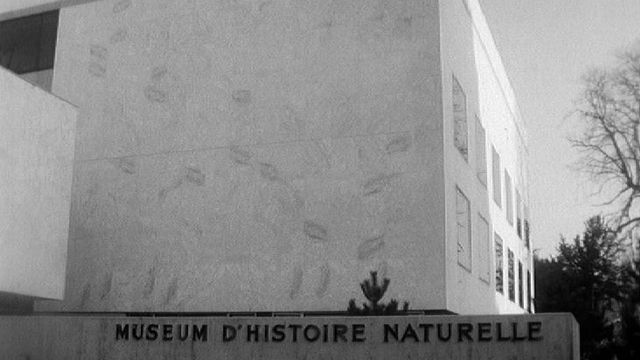 Le Muséum d'histoire naturelle à Genève en 1966. [RTS]
