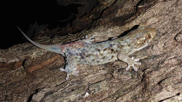 Un nouveau gecko nocturne a été découvert au nord de Madagascar.
Frank Glaw
CC BY 2017 [Frank Glaw - CC BY 2017]