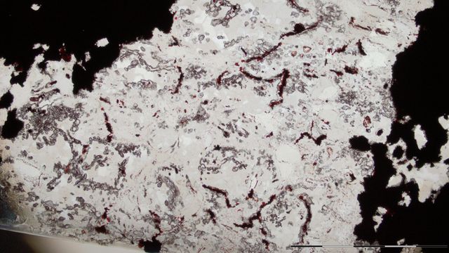 Une image de microfossiles découverts au Québec. [Matt Dodd / NATURE PUBLISHING GROUP - AFP]