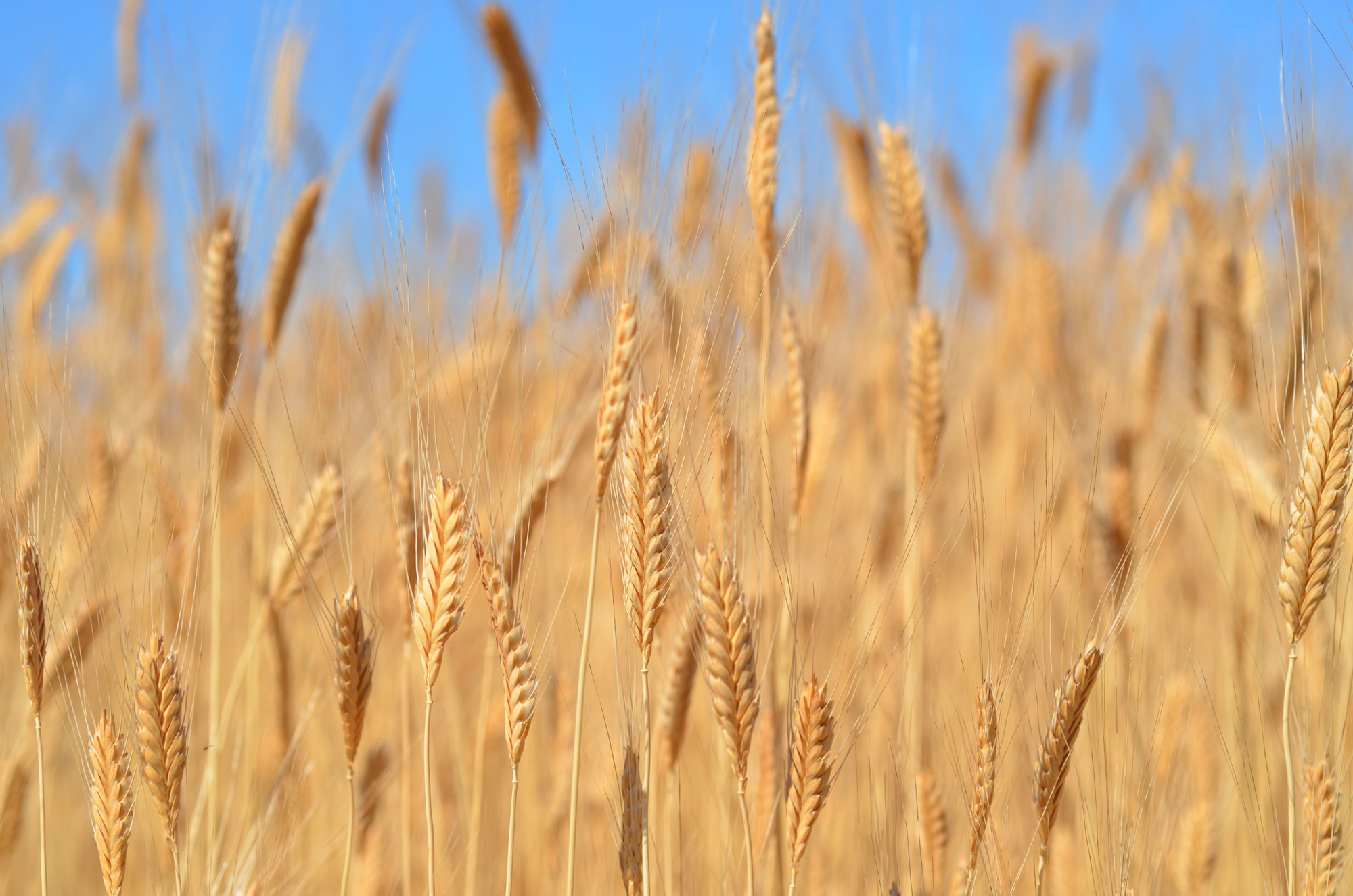 Passer du grain au pain: un savoir millénaire.