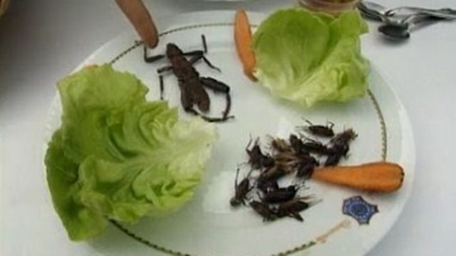 Des insectes dans nos assiettes [RTS]