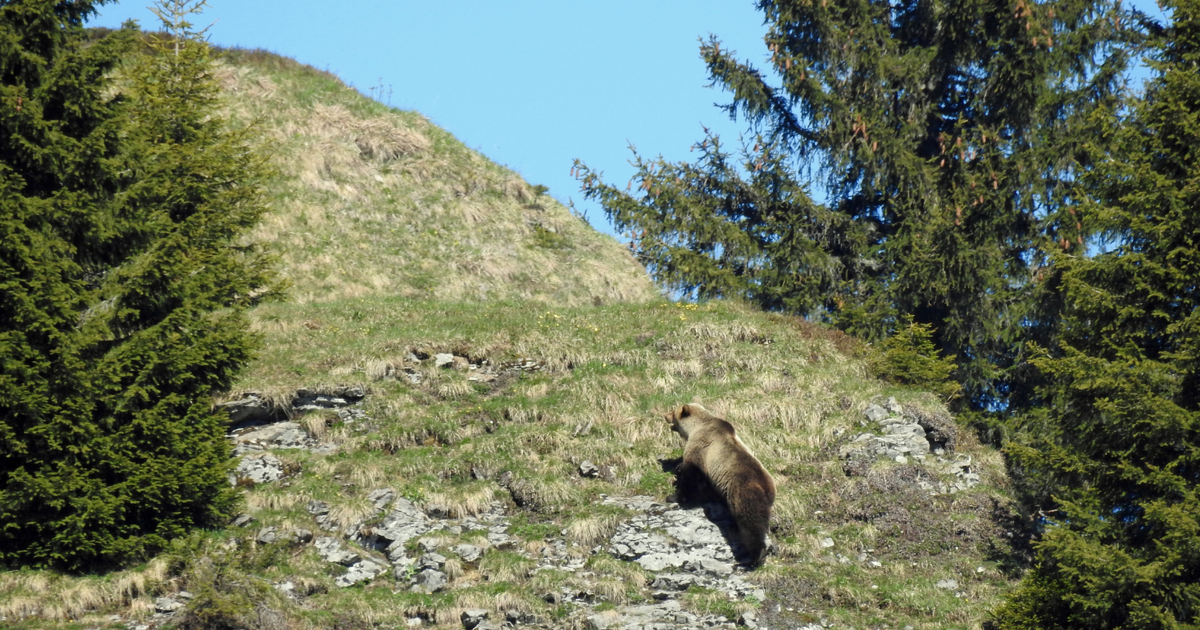Un ours aperçu dans le canton de Berne, une première depuis 190 ans