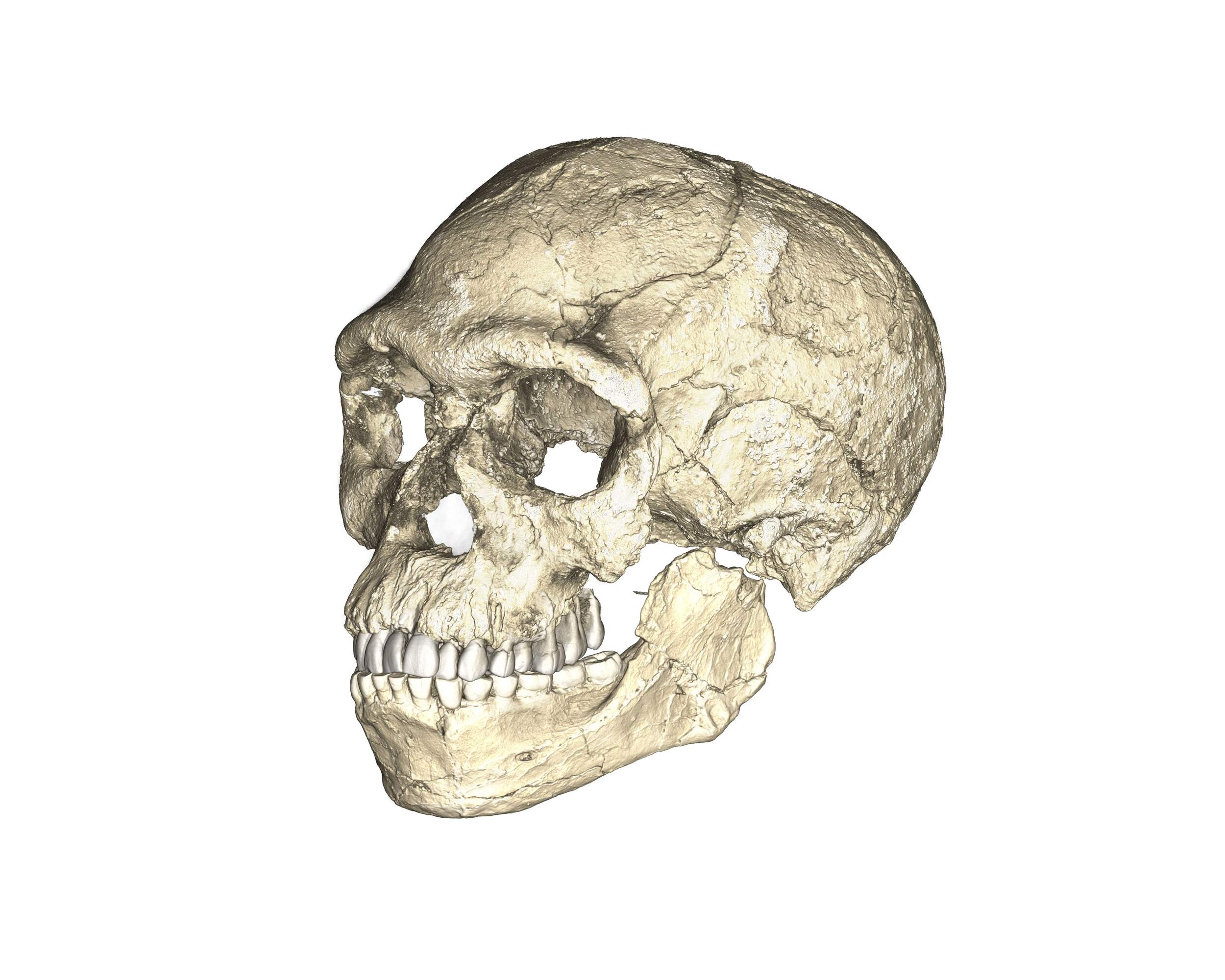 Une reconstruction du plus ancien Homo sapiens, découvert à Jebel Irhoud au Maroc.