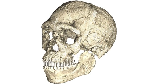 Une reconstruction du plus ancien Homo sapiens, découvert à Jebel Irhoud au Maroc.
Philipp Gunz
MPI EVA Leipzig [Philipp Gunz - MPI EVA Leipzig]