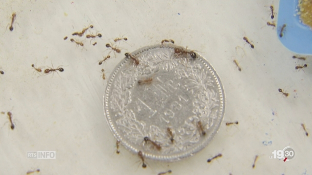 Ecologie: la mondialisation des fourmis boostée par le commerce [RTS]