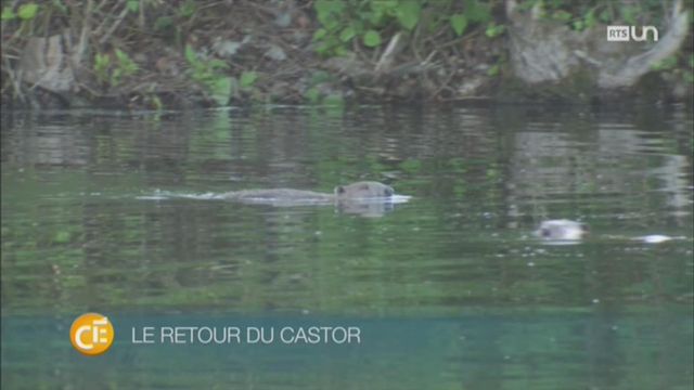 Le castor a été réintroduit récemment dans la région du canal de la Broye [RTS]