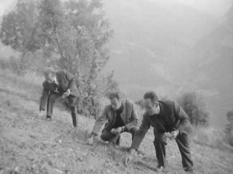 La culture du safran en Valais en 1968. [RTS]