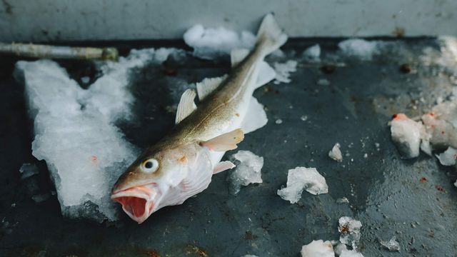 Les poissons de l'Arctique sont contaminés par le mercure.
Ivan Kurmyshov
Fotolia [Ivan Kurmyshov - Fotolia]