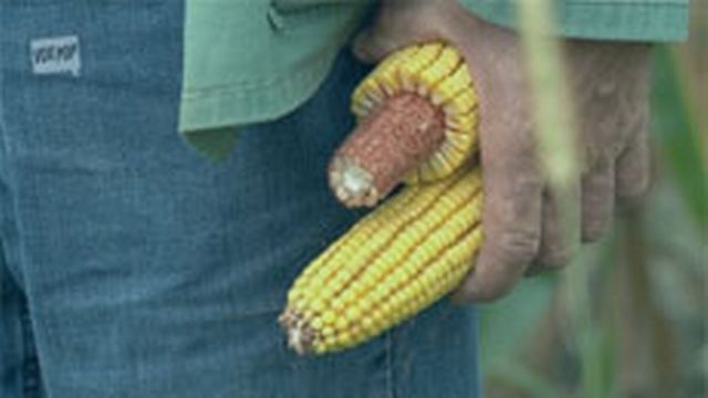 Les OGM continuent de diviser l’Union européenne [arte.tv - © capture voxpop]