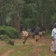 Une plante miracle pour les petits paysans kenyans, grâce à Biovision [RTS]