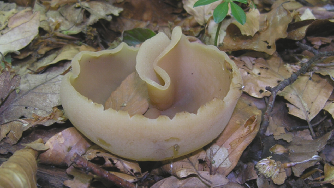 Peziza arvernensis (espèce de champignon commune en Suisse)  [Agroscope de Changins]