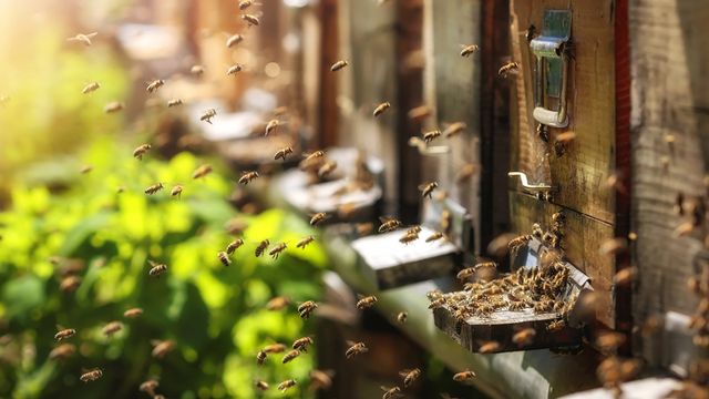 Abeilles rentrant à la ruche. [© photografiero - Fotolia]