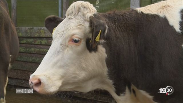 Des éleveurs bovins testent les alternatives aux antibiotiques [RTS]
