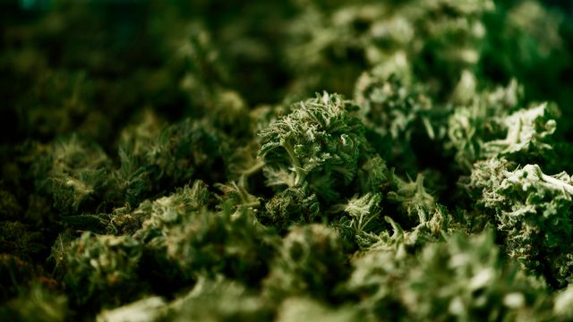 Des plants de cannabis légal en Thurgovie.  [Christian Beutler - Keystone]