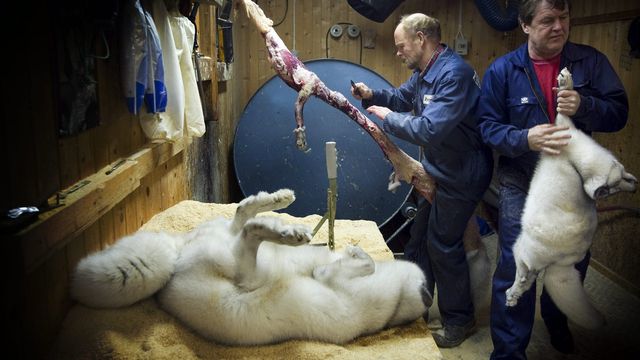 Un producteur de fourrure découpe la peau d'un renard dans son élevage à Gjovik, en Norvège. [Heiki Junge - Keystone]