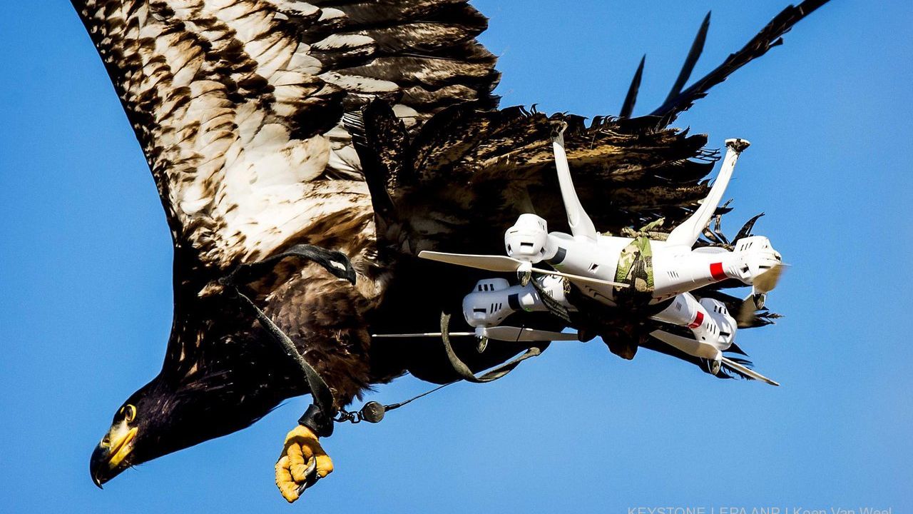 Un aigle entraîné par la police néerlandaise à intercepter des drones survolant des zones interdites (image d'illustration). [Koen Van Weel - Keystone]