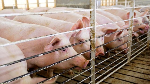 Les importations de viande de porc vont notamment être taxées à hauteur de 25%. [Nati Harnik - PA/Keystone]