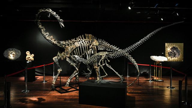 Les squelettes des deux dinosaures mis aux enchères à Paris, le 11 avril 2018. [STEPHANE DE SAKUTIN - AFP]