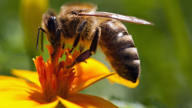 Où les piqûres d’abeilles font-elles le plus mal ? [gotoole - Fotolia]