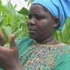 Le smartphone au secours des récoltes en Tanzanie, un projet de Swissaid [RTS]