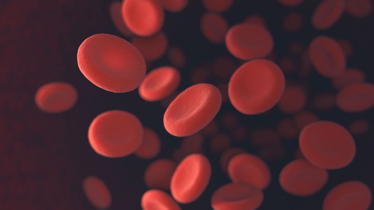 Donner ses cellules souches du sang (image prétexte de cellules sanguines). [ktsdesign - Fotolia]
