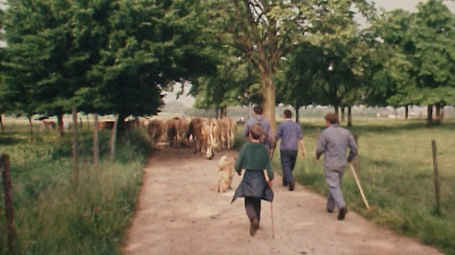 Départ d'un troupeau de vaches genevoises, 1970. [RTS]