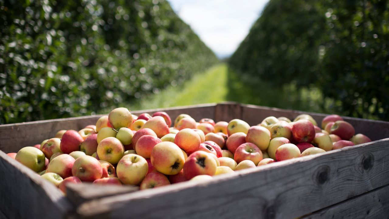 Pénurie de pommes suisses en raison de la mauvaise récolte 2017. [Gian Ehrenzeller - Keystone]