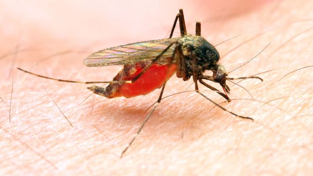 La malaria est transmise par une femelle moustique du genre Anopheles.
Kletr
Fotolia [Kletr - Fotolia]