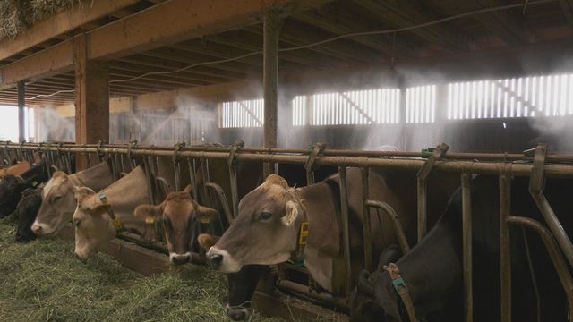 Un brumisateur permet de rafraîchir les vaches et de diminuer leur stress thermique. [RTS]