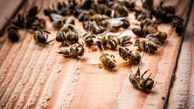 Les successeurs aux néonicotinoïdes sont tout aussi nocifs pour les abeilles.
stefano
Fotolia [stefano - Fotolia]