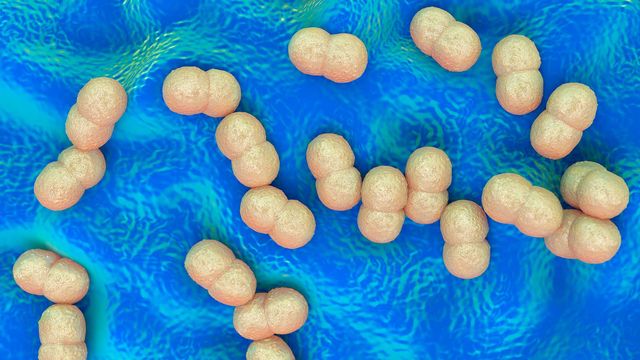 Une représentation 3D d'un groupe de bactéries du genre staphylococcus epidermidis. [RBB / Science Photo Library - AFP]